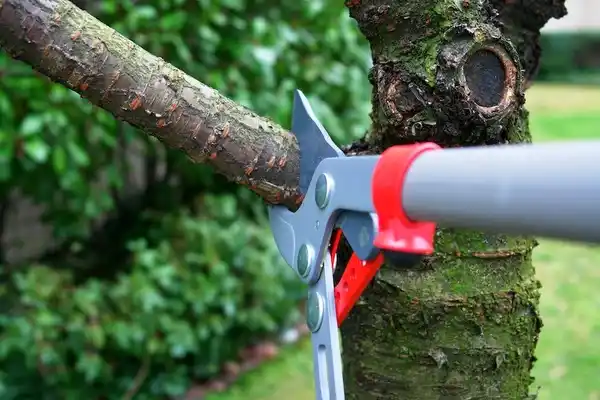 tree services K-Bar Ranch
